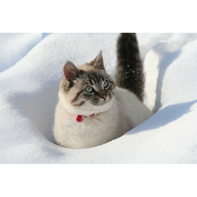 Chat par Karlumbriaco - Photographie sur toile tendue, L 12 po x H 8 po