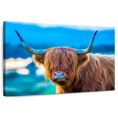 Brampt Shaggy Cow