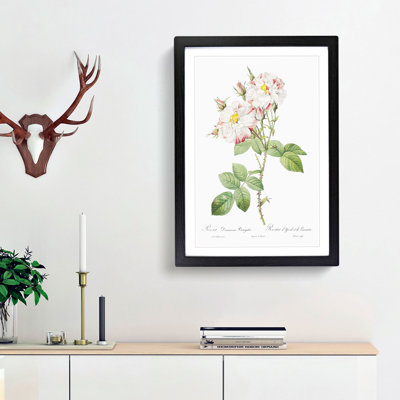 Damask Rose in White & Pink by Pierre-Joseph Redoute - Picture Frame Painting Print