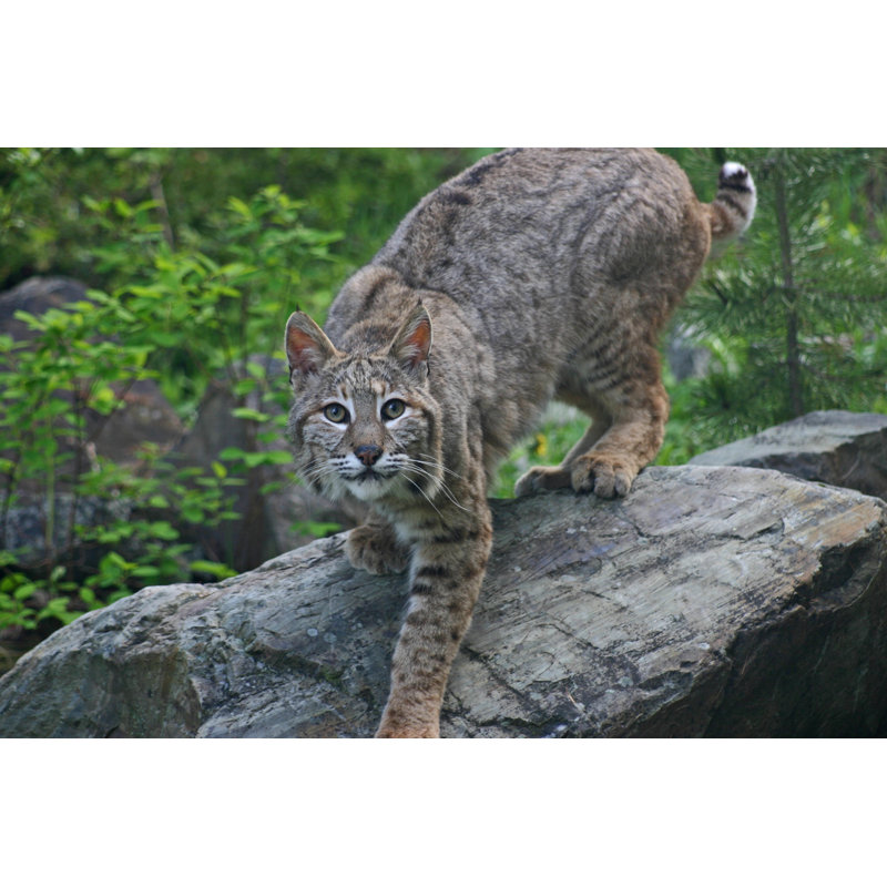 Bobcat - photographie sur toile tendue, L 18 po x H 12 po