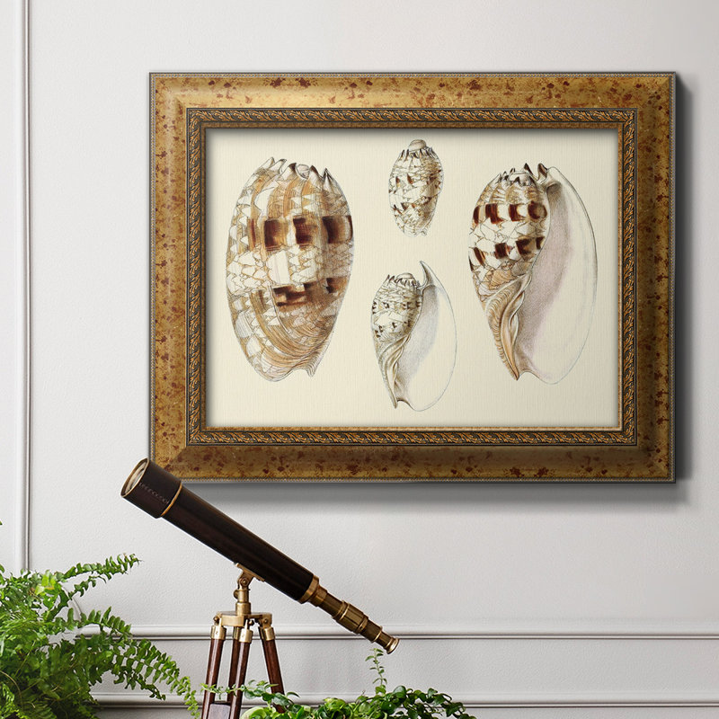 " Splendid Shells VIII "