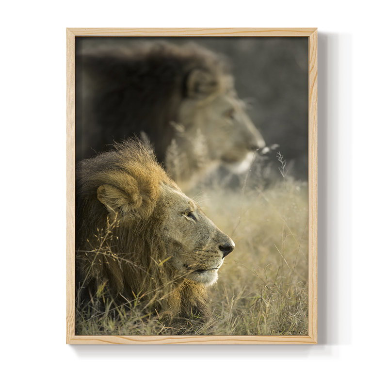 «Lions in Morning Sun», reproduction encadrée - bois massif