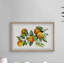 Five Lemons - Single Picture Frame Print-1063878981