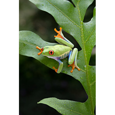 Aadityaram Frog by Heru Agung - Wrapped Canvas Print