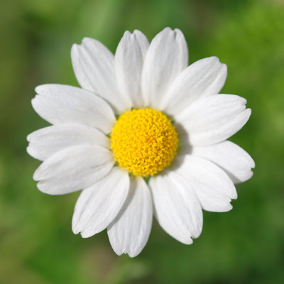 Une camomille - photographie sur toile tendue
