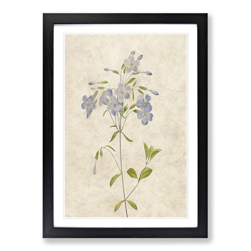 Lilac Phlox Flowers by Pierre-Joseph Redoute - Picture Frame Painting Print, Black Framed, 36cm H x 27cm W x 2cm D