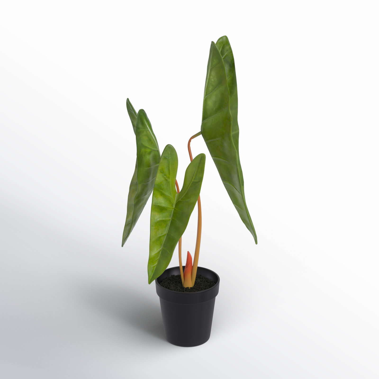 20" Alocasia Aequiloba Potted Plant.