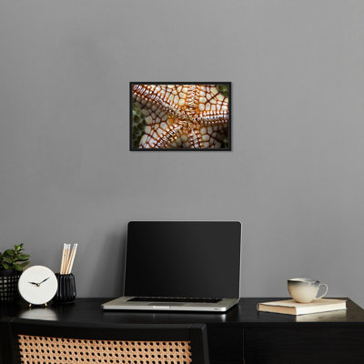 Doak Coperpod on Seastar Nature Art Prints by Notoriart
