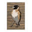  Tapis lavable commun Bulbul Birds-879969150
