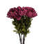 Anastasija Arrangement