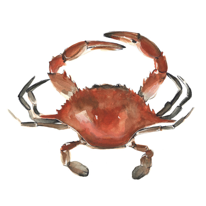 Watercolor Crab I by Emma Scarvey - Wrapped Canvas Painting, 30cm H x 30cm W