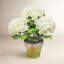 Potted 3 Stem Hydrangea-465363299-511984752