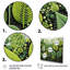 Ferns Plant Graceful Curves I - Floral Canvas Print-489089344-489089347