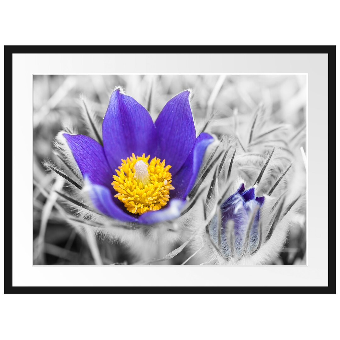 Gerahmter Grafikdruck Crocuses in Bloom