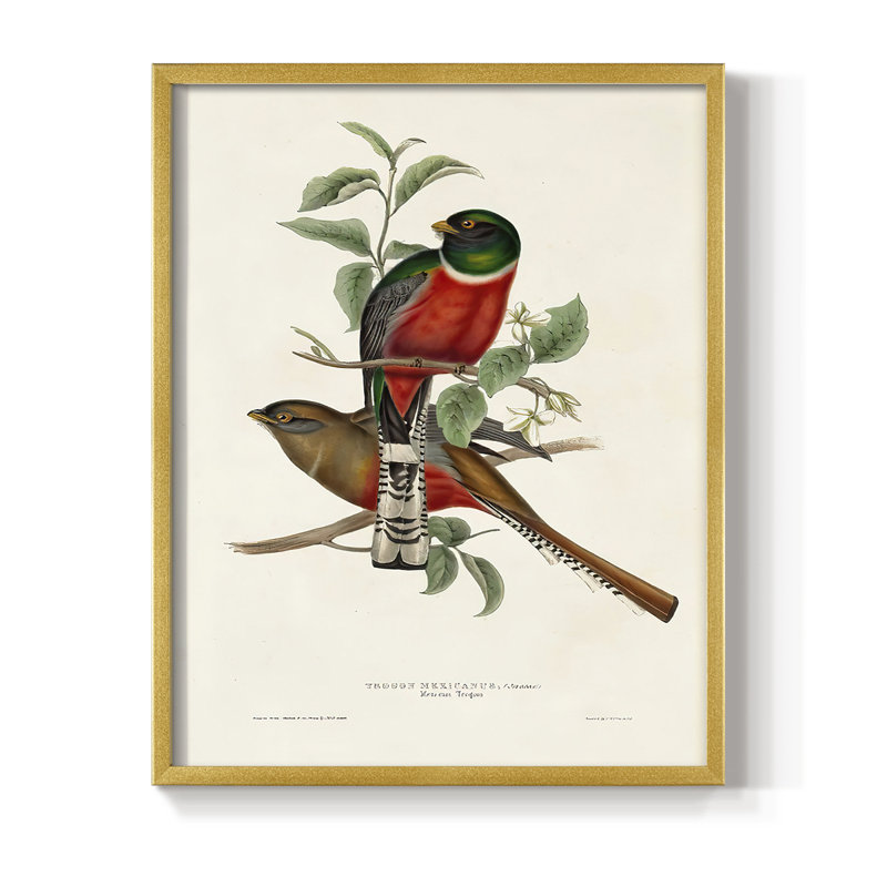 «Elegant Trogons I», reproduction encadrée - bois massif, H 14 po x l 11 po