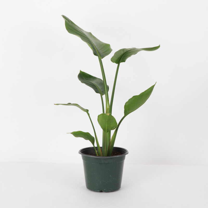 Live Bird of Paradise Plant, 6" Diameter