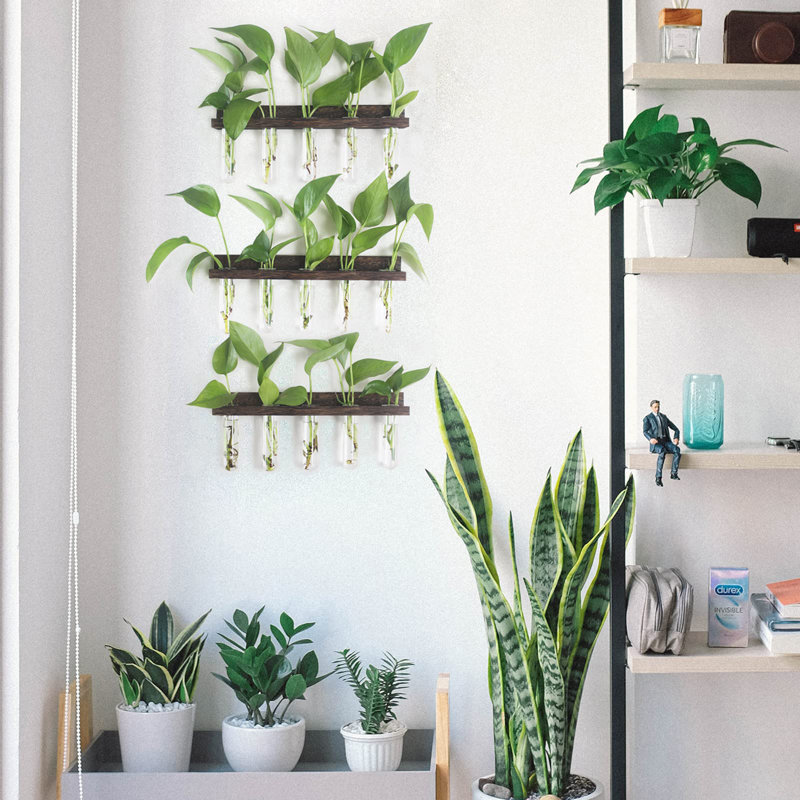 Terrarium mural suspendu avec support en bois