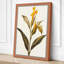 Golden Daffodil Study Botanical - Wrapped Canvas-1735652229-1735652237