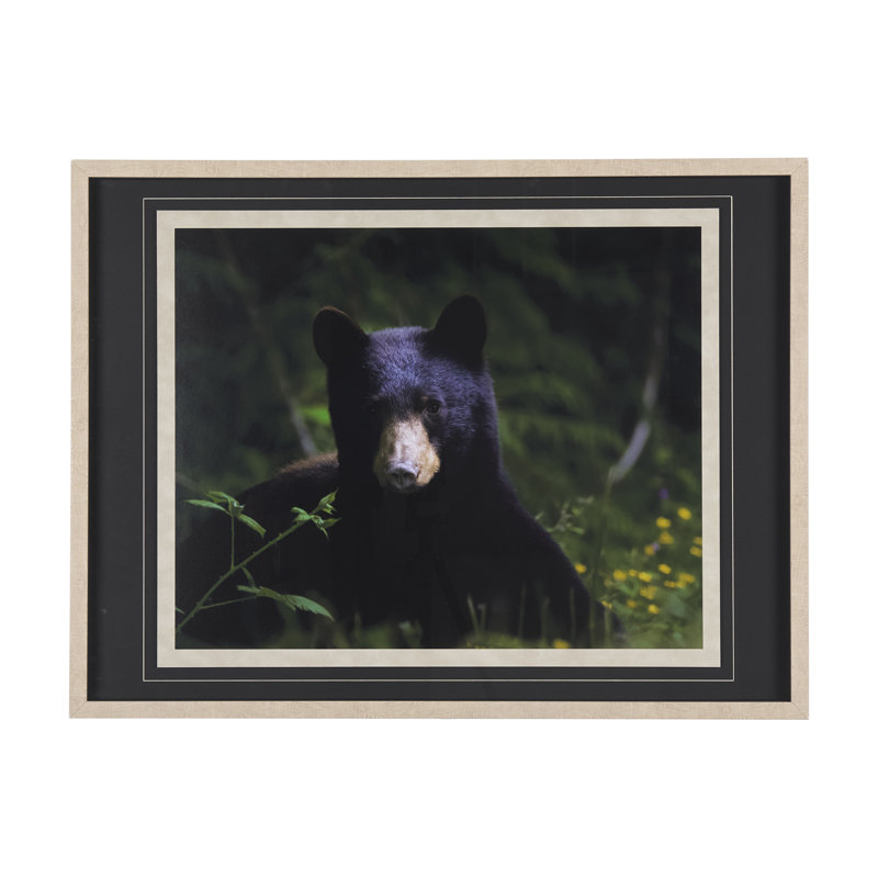 «Grizzly Bear» par Chad Mackay, reproduction d'art encadrée à la main avec passe-partout, Ours, 31.5L x 1.6W x 41.5H
