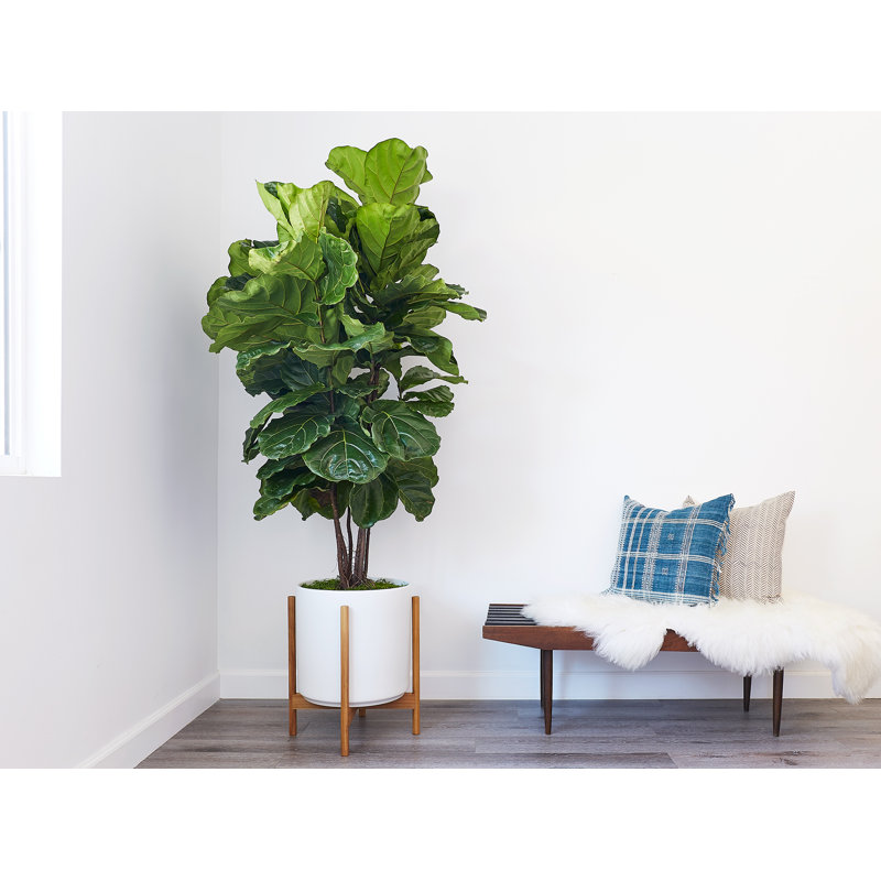 Riverside Handmade Ceramic Pot Planter, White/Teak, 20.25" H x 17.5" W x 17.5" D