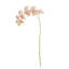 Ensemble de 4 tiges d'orchidées PHALAENOPSIS-129903245