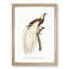 Emperor Bird of Paradise by Jacques Barraband - Picture Frame Painting Print-55539712-55539713