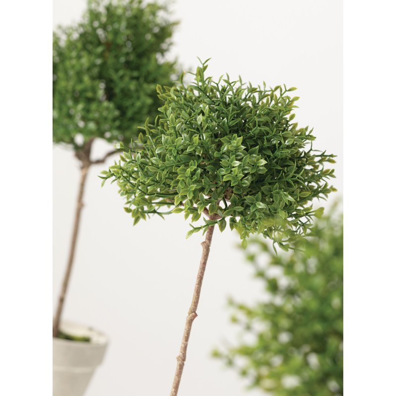 Ensemble de 3 topiaires de feuilles de thé en pot