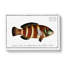 Streaked Wrasse Fish by M.E. Bloch - Wrapped Canvas-55318835