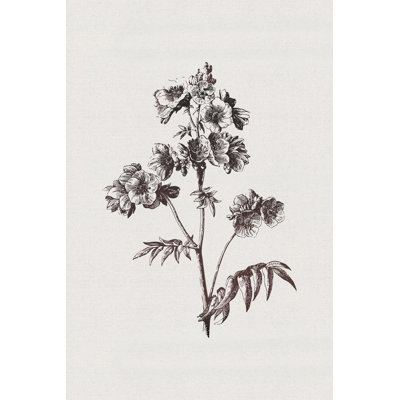 Botanical Etching On Linen - Wrapped Canvas Print