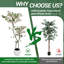 29cm Plant-601576294