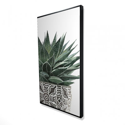" Zebra Plant Succulent "