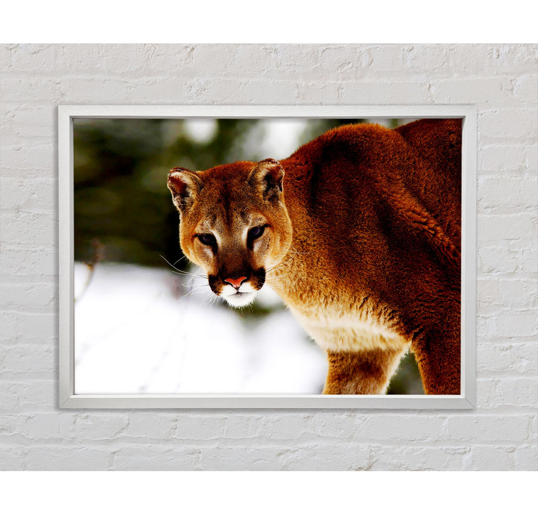 Florida Panther In The Snow - Einzelbildrahmen Kunstdrucke auf Leinwand