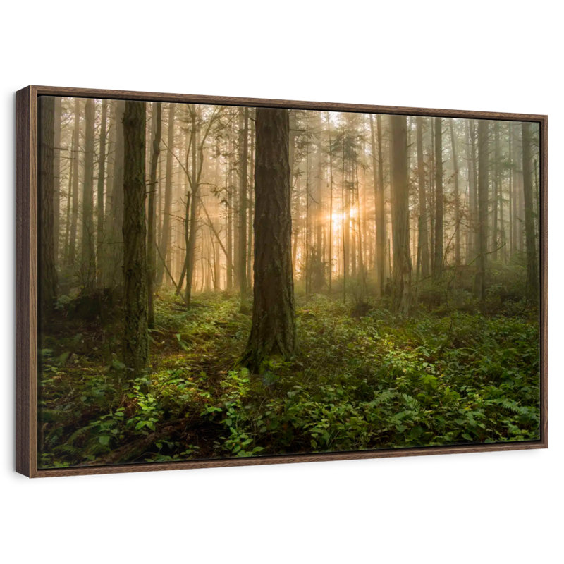 Lever de soleil sur la forêt de l'île Lummi, 13 po x 9 po, Cadre flottant noyer