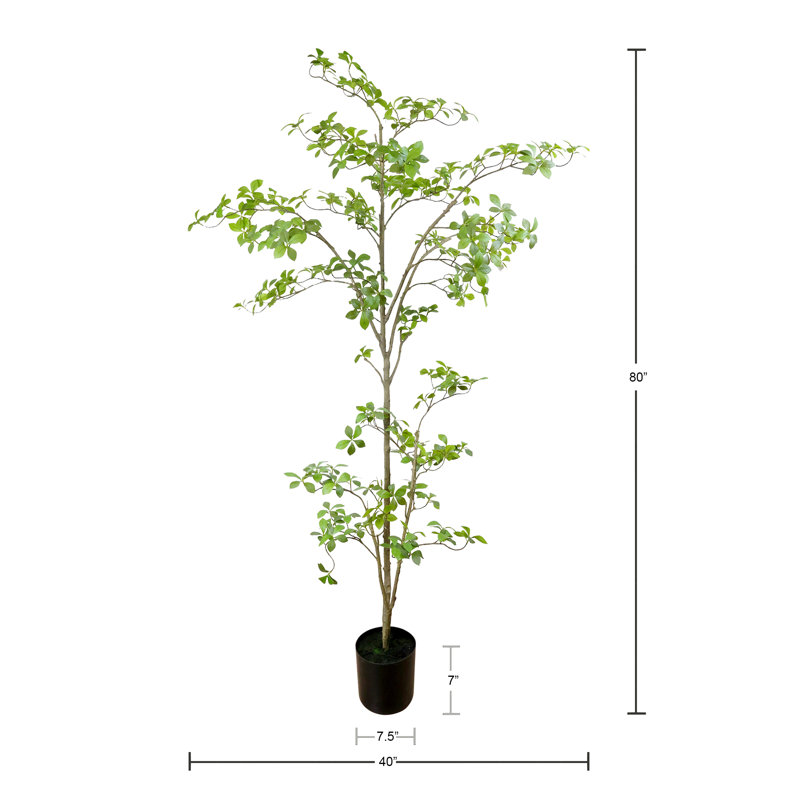 Bonsai à poser