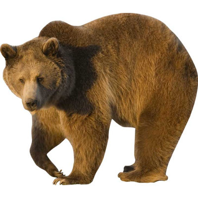 Adhésif décoratif grizzly