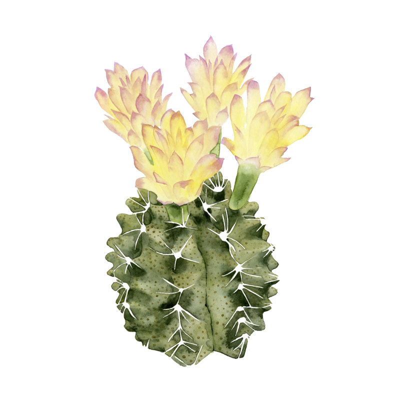 Fleur de cactus II, H 36 po x l 24 po x P 1,25 po