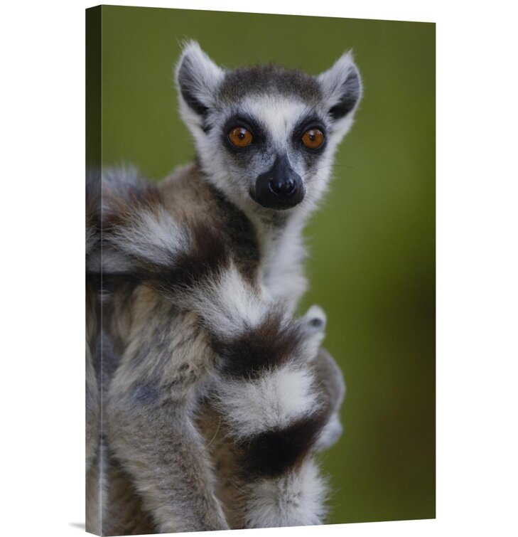 Bless international Madagascar Berenty Reserve 'Ring-Tailed Lemur ...