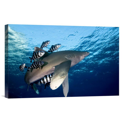 Oceanic White-Tip Shark Close To The Surface - Single Picture Frame Photograph on Framed Canvas