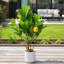 Ensemble de 2 plantes artificielles à branches de citron - Faux bonsaï en pot d'aspect marbre avec base en mousse de ciment pour la maison et le bureau