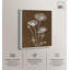 «White Poppy II», impression sur toile Boho Rustic par Art Remedy, cadre blanc, 36 x 45-1347108046-1347108044