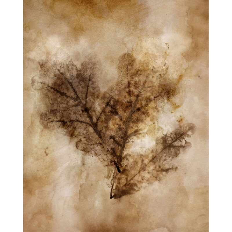 Autumnal Leaves IV Print by Mari Urasawa, Outdoor, 45" H x 36" W 