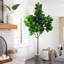Plante de 120 po