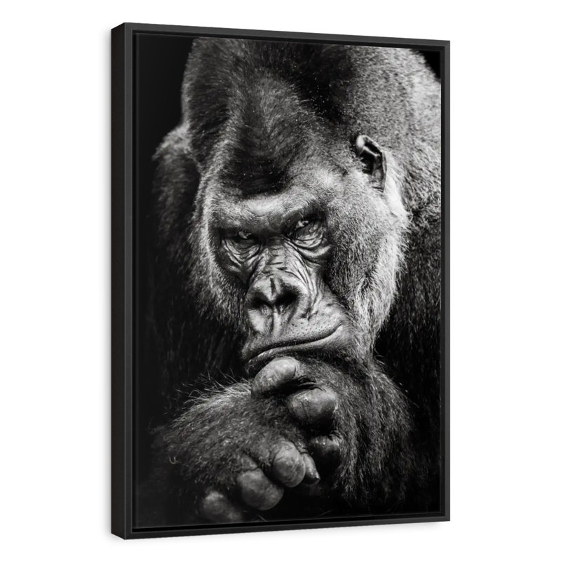 Portrait de gorille, 9 po x 13 po, Cadre flottant noir