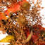 24-Inch Autumn Harvest Maple Leaf With Berries Artificial Wreath; Unlit