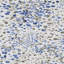 Tissu Marvel Sapphire Dresden-40169797