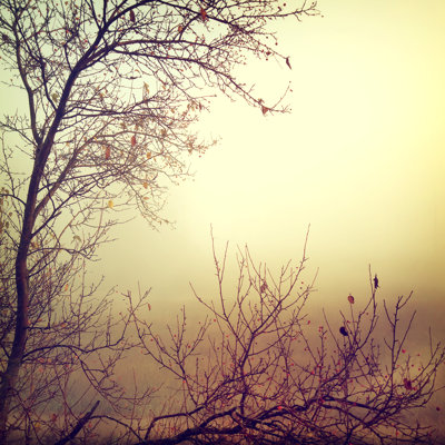 " Nature "