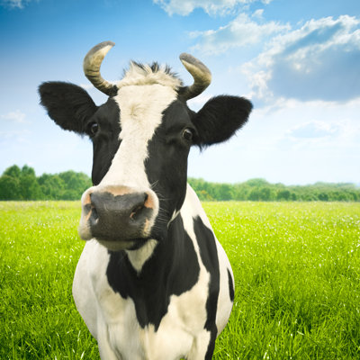 Portrait Of Cow by Spooh - Wrapped Canvas Print