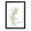 Fresh Sprig Rosemary - Cadre photo, reproduction d'art sur papier-1172013061-1121506700