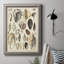 " Seashell Display "-403385114