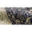 One-of-a-Kind 8'1" X 10'1" Area Rug